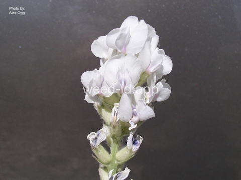 crazyweed, silky